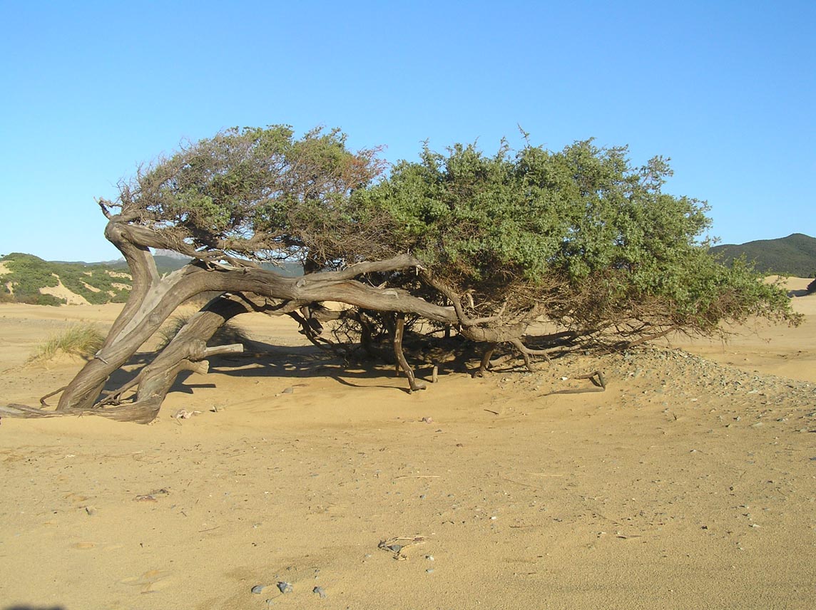 Juniperus oxycedrus subsp. macrocarpa/ Ginepro coccolone